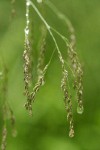 Raindrops on grass flowers, detail