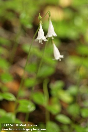 Linnaea borealis