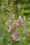 Fireweed blossoms