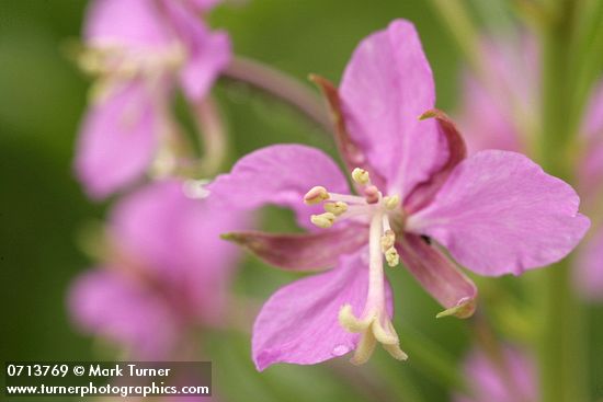 Chamerion angustifolium (Epilobium angustifolium)