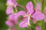 Fireweed blossom detail