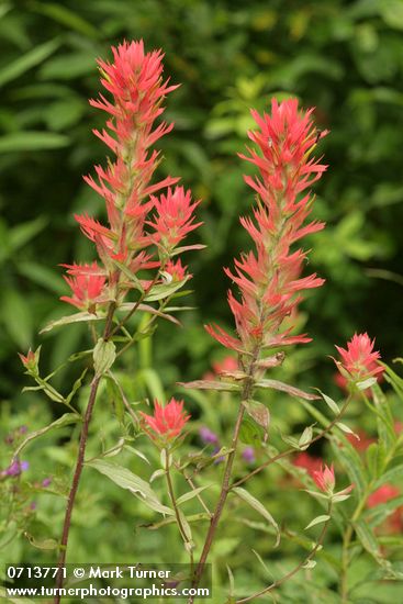 Castilleja miniata