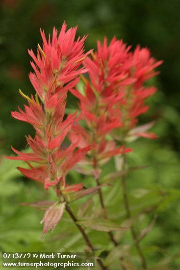 Castilleja miniata