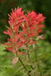 Giant Red Paintbrush bracts & blossoms