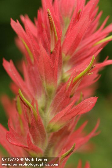 Castilleja miniata