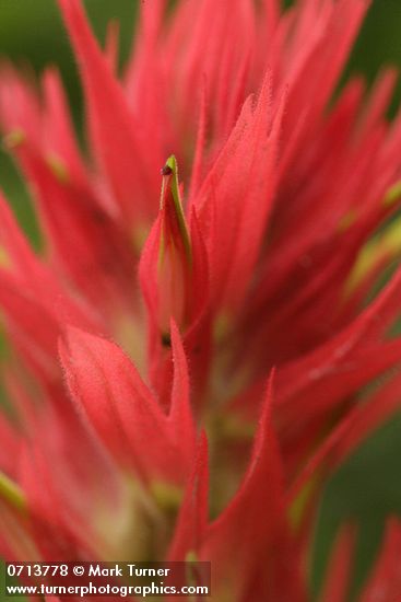 Castilleja miniata