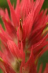 Giant Red Paintbrush bracts & blossoms extreme detail