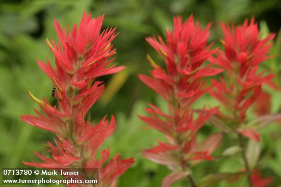 Castilleja miniata