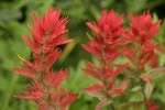 Giant Red Paintbrush