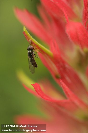 Castilleja miniata