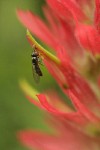 Pollinator on Giant Red Paintbrush, detail
