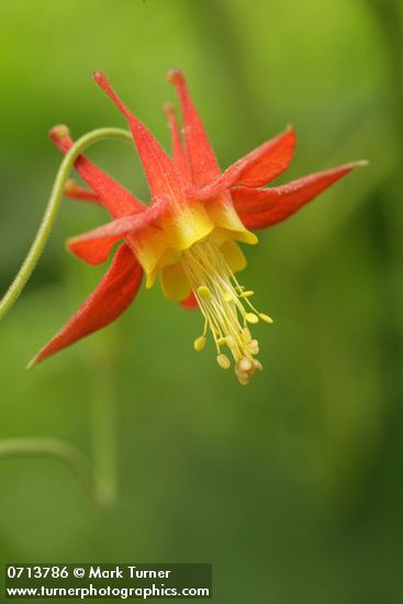 Aquilegia formosa