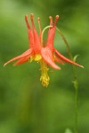 Red Columbine blossom