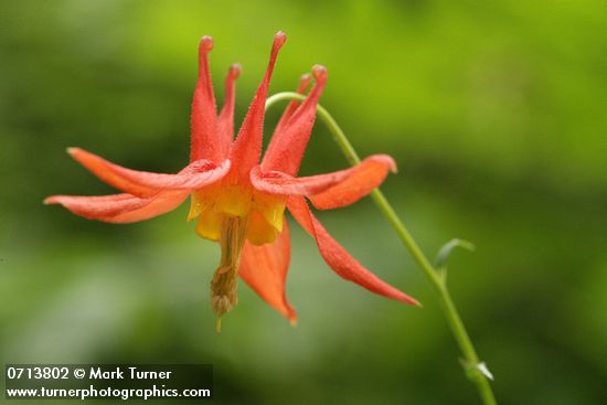 Aquilegia formosa