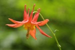 Red Columbine blossom