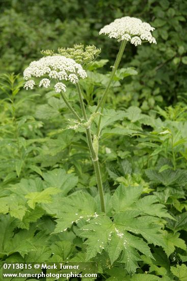 Heracleum maximum