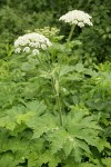 Cow Parsnip