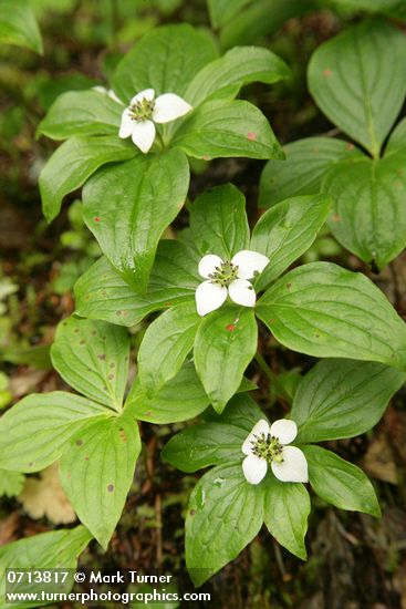 Cornus unalaschkensis