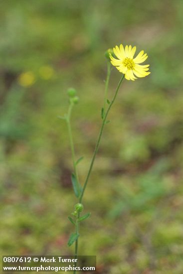 Madia madioides