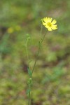 Woodland Tarweed