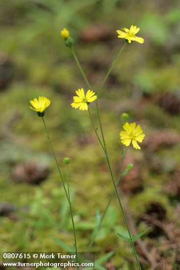 Madia madioides