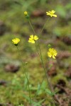 Woodland Tarweed