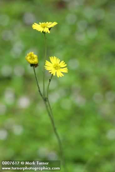 Madia madioides