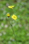 Woodland Tarweed