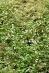 Twinflower on carpet of moss