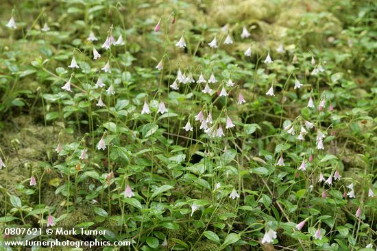 Linnaea borealis