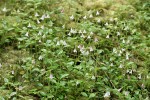 Twinflower on carpet of moss