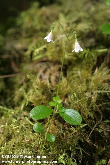 Linnaea borealis