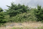 Nootka Roses w/ wind-stunted Douglas-firs