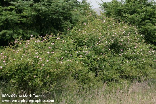 Rosa nutkana