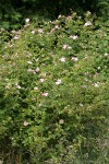 Nootka Roses