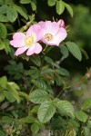 Nootka Rose blossoms & foliage