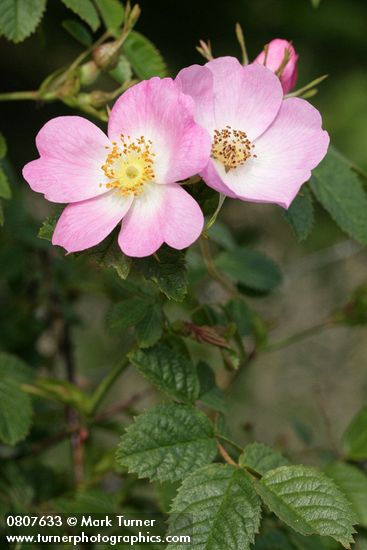 Rosa nutkana