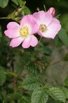 Nootka Rose blossoms & foliage