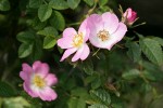 Nootka Rose blossoms & foliage