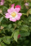 Nootka Rose blossom & foliage