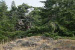 Douglas-firs behind rocky meadow