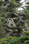 Twisted Douglas-fir