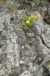 Puget Sound Gumweed in crack of lichen-covered rock