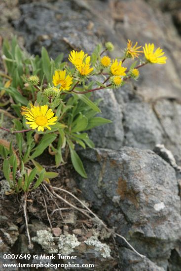 Grindelia integrifolia