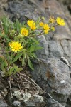 Puget Sound Gumweed