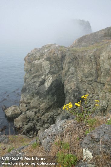 Grindelia integrifolia