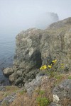 Puget Sound Gumweed on rocky coastal point w/ Castle Island in fog bkgnd