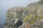 Puget Sound Gumweed on rocky coastal point