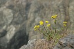 Puget Sound Gumweed