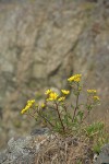 Puget Sound Gumweed